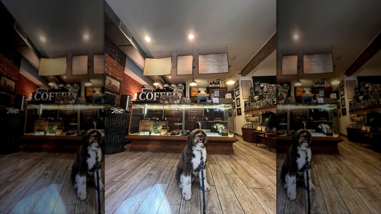 A dog waits patiently at the counter in a Boston coffee shop