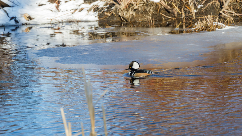 A bird floats across waters in Millennium Park, Boston, on a sunny day in winter