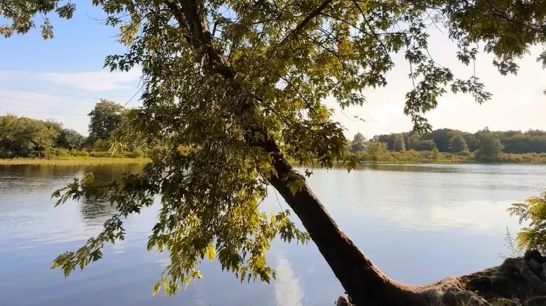 A tree stretching over the Charles River in Boston's Millennium Park