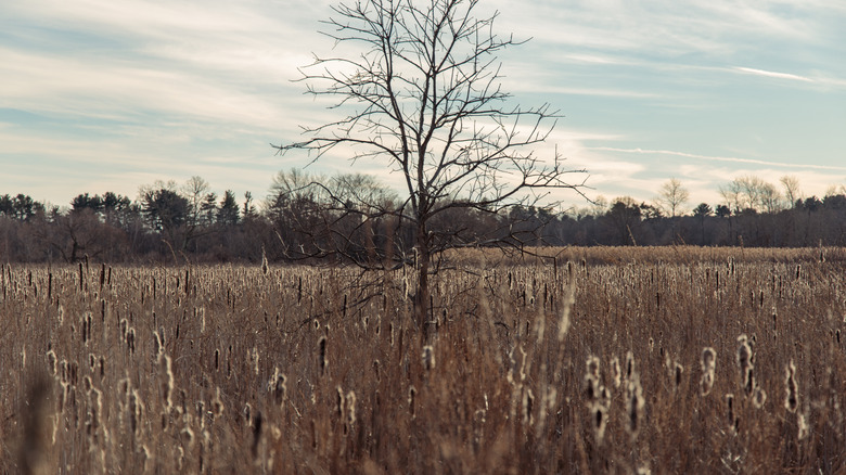 Cattails amass around a single leafless tree on a sunny day in Millennium Park, Boston
