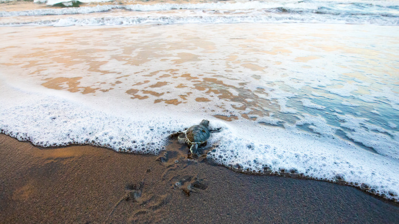 Green turtle hatchling in Tortuguero