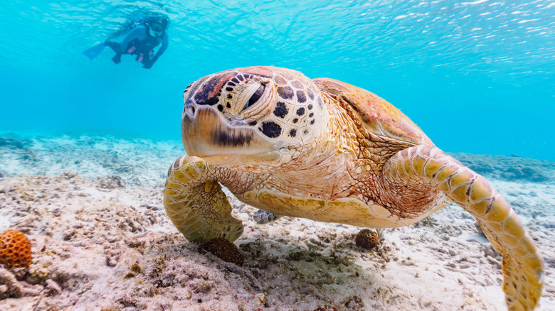 Ama Bay turtle and diver