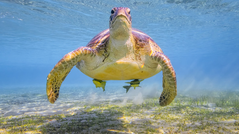 A turtle in Masala Alam