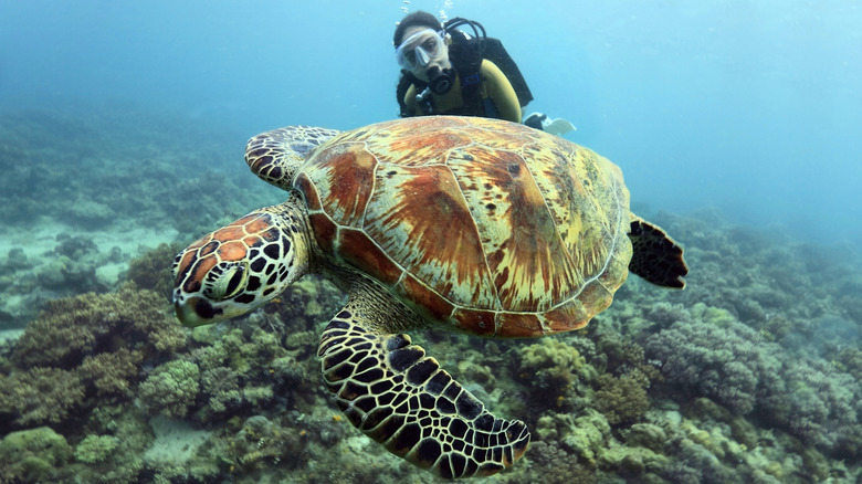 Diving with a turtle, Sipadan