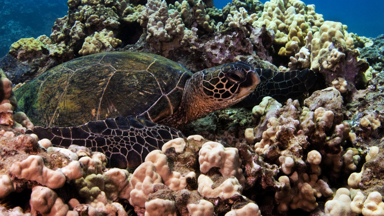 Coral reef in Turtle Town