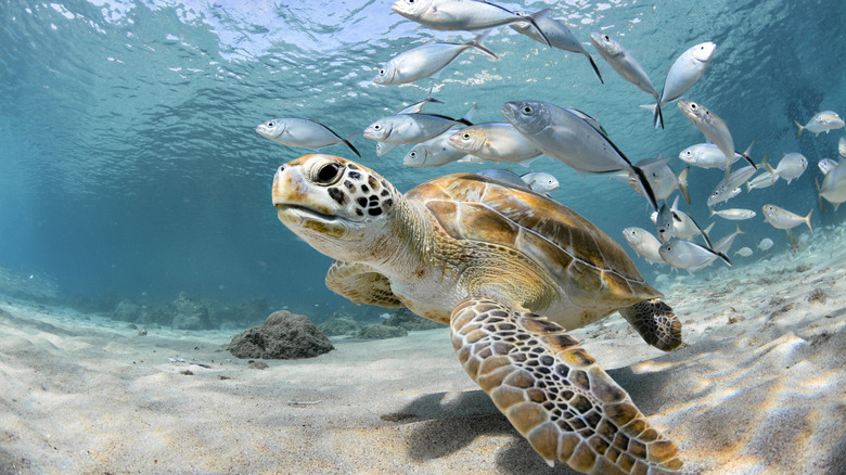 Turtle swimming with fish
