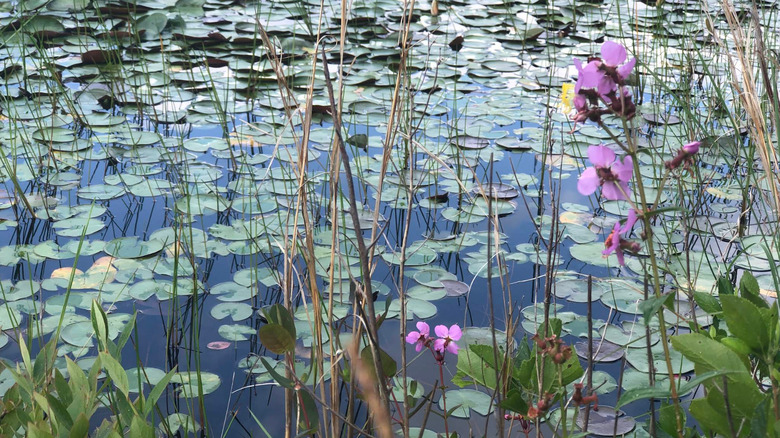 Purple flowers and lily pads floating on water in the wetlands of Brendan T. Byrne State Forest.