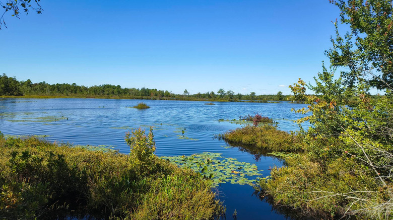 Green vegetation surrounding a blue lake in Brendan T. Byrne State Forest.