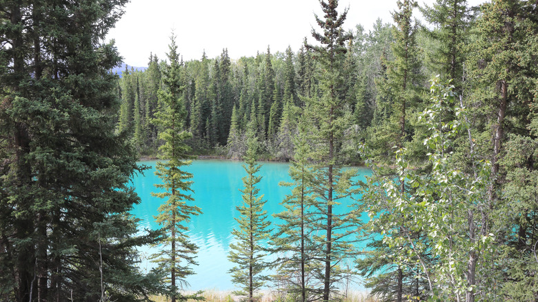 Trees framing the turquoise Boya Lake at Boya Lake Provincial Park, BC, Canada