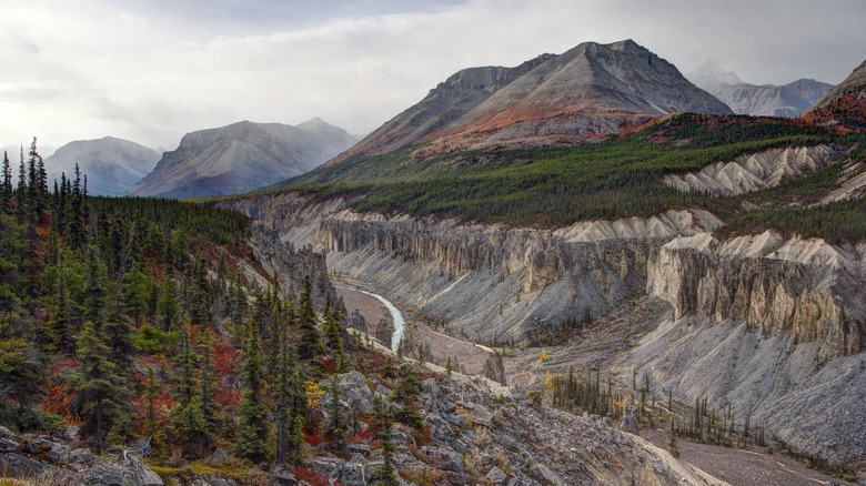 A mountain with visible stratigraphic layers, a canyon, towering pine trees, and a winding river all at Northern Rocky Mountains Provincial Park in Canada