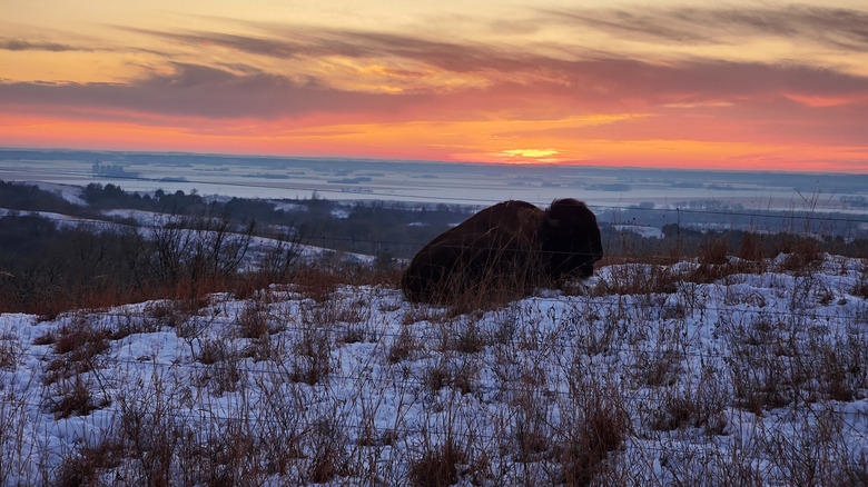 A bison relaxing at Broken Kettle Grasslands