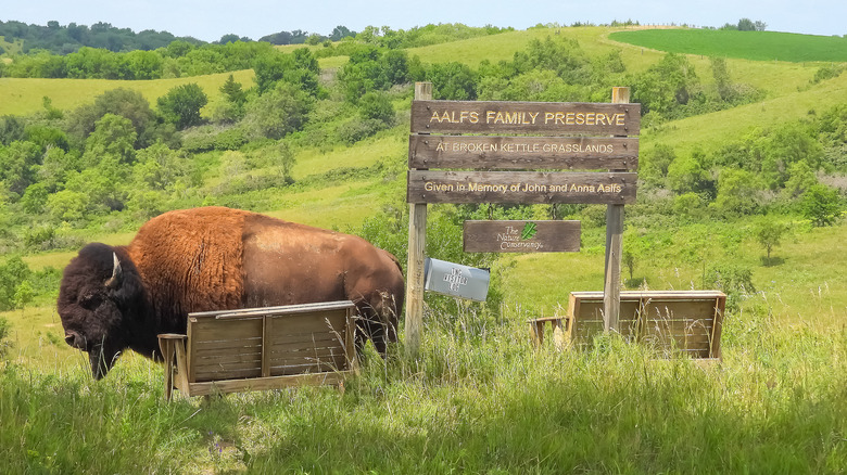 A bison standing by the sign for Aalf's Family Preserve at Broken Kettle Grasslands