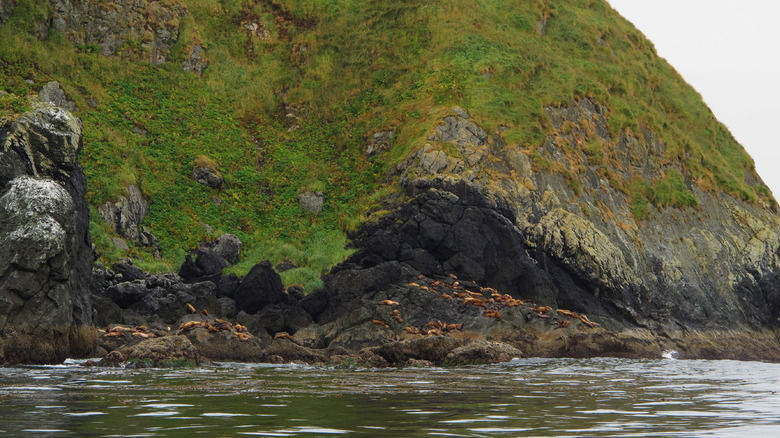 Seals lounging on the rocks in Muqin-Brooks Peninsula Provincial Park on the northwest coast of Vancouver Island, British Columbia, Canada