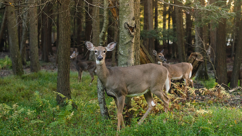 White tail deer standing among trees in forest