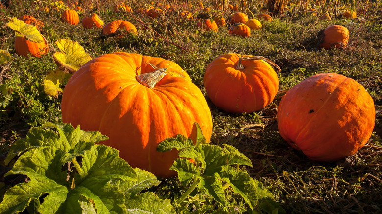 Pumpkins in the field