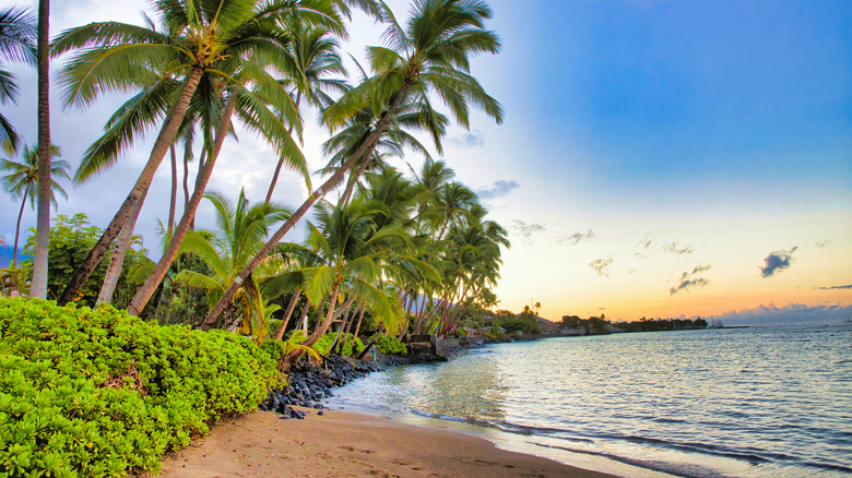 Palm trees over beach in Lahaina
