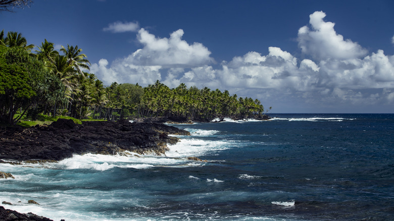 A beach in Pahoa
