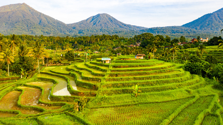 Rice terraces in Bali