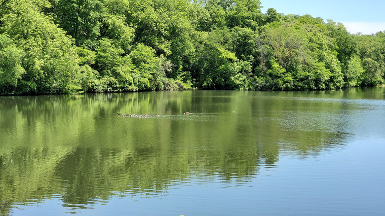 Ducks swimming on Horton Lake at Nauvoo State Park in Illinois.