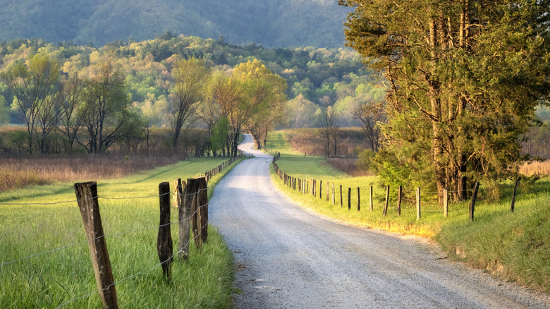 A road leads into the forest in the Cades Cove area of the Great Smoky Mountains National Park