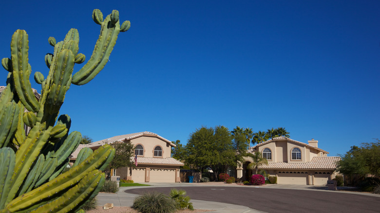 2 large houses on a cul de sace with a large green cactus in foreground in Arizona