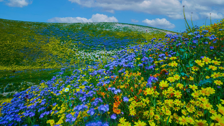 Multicolored widlflower blooms in Carrizo Plain National Monument, California