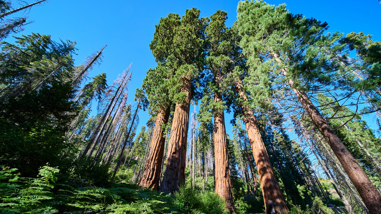 A cluster of giant Sequoia trees near Giant Sequoia National Monument and Sequoia National Park, California