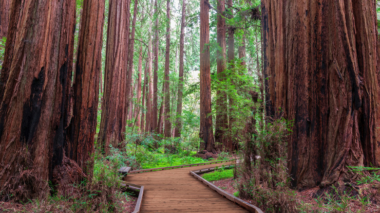 Boardwalk through an old growth redwoods forest in Muir Woods, California