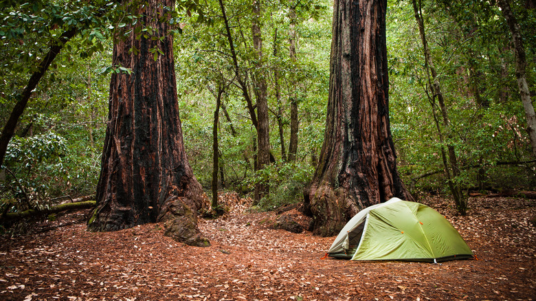 Tent set up at Big Basin Redwoods State Park in California