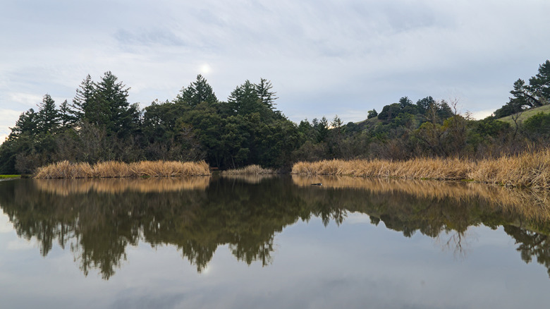 A pond surrounded by reeds in the Skyline Ridge Preserve