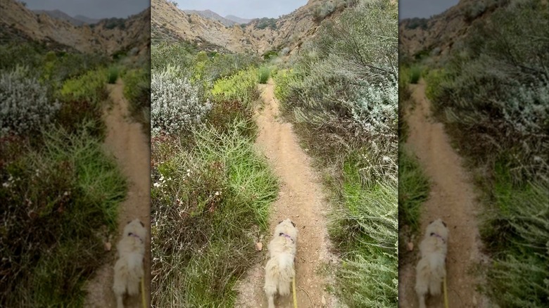 Dog on a trail in the mountains