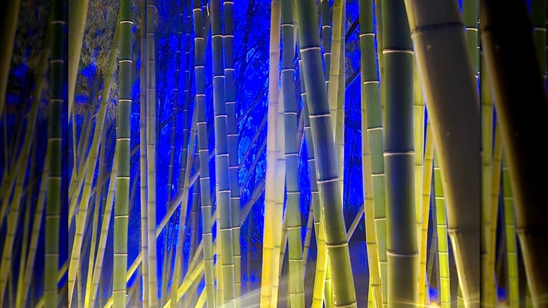 Illuminated bamboo as part of the Lightscape display at San Diego Botanic Garden