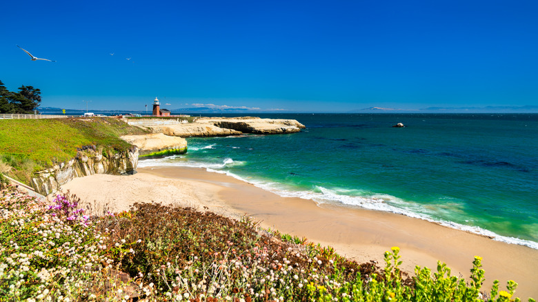 Lighthouse Field State Beach in Santa Cruz, California