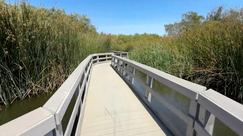 Floating boardwalk at Neary Lagoon Park in Santa Cruz, California