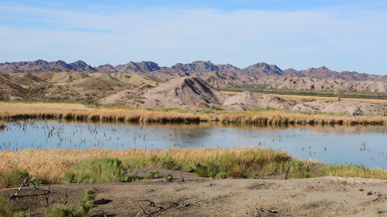The Colorado River in California's Picacho State Recreation Area