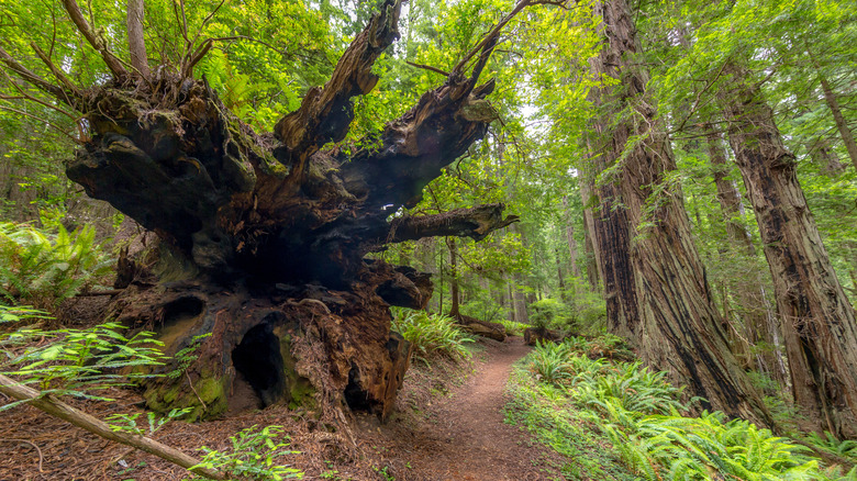 The Berry Glen Trail in Redwood National and State Parks, CA