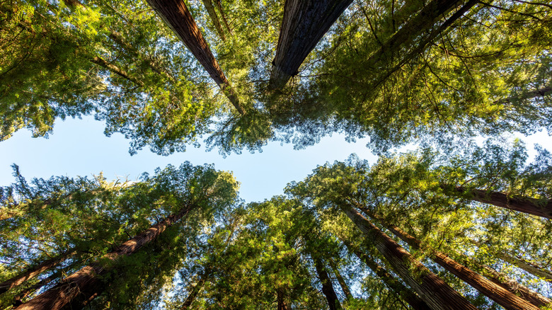 Looking up to the Redwoods, Avenue of the Giants, Redwood National and State Parks, California