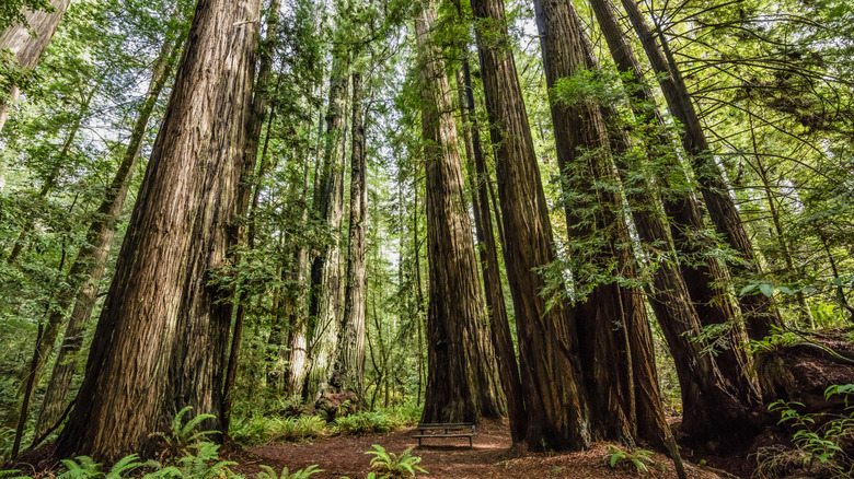 Giant Redwood trees in Tall Trees Grove, Redwood National Park, California