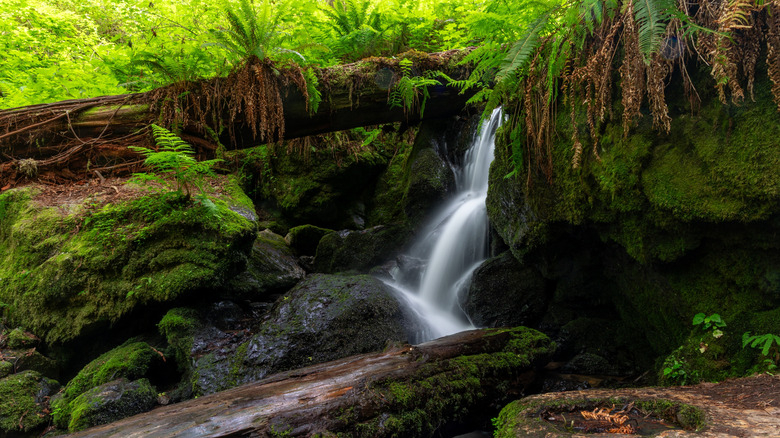Trillium Falls in Redwood National Park, California