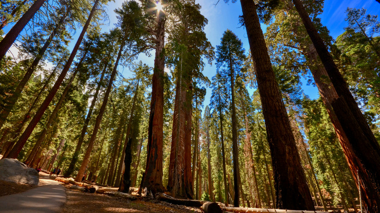 Huge sequoia trees in the Sequoia & Kings Canyon National Parks