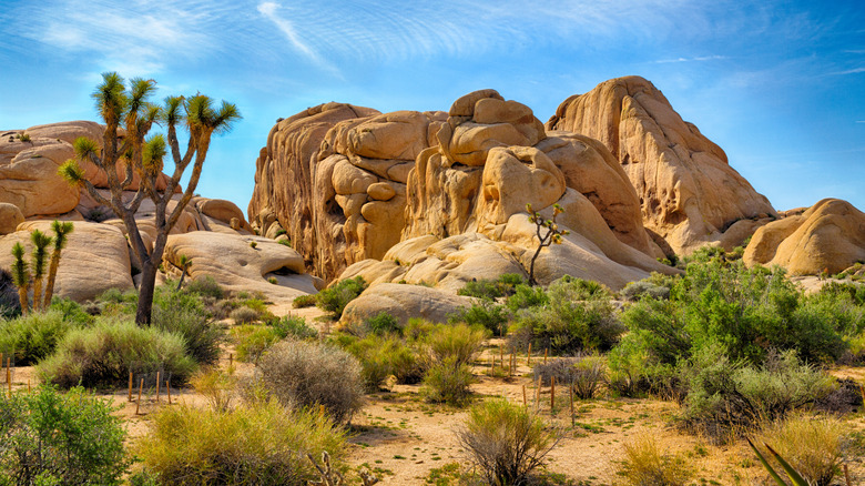 Joshua Tree National Park, Joshua Tree, California