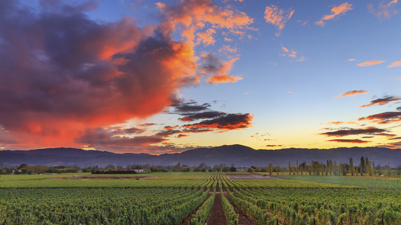 View of Napa Valley grapevines at sunset