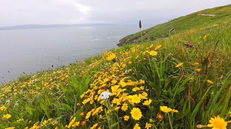 Wildflowers along Chimney Rock Trail at Point Reyes National Seashore in California
