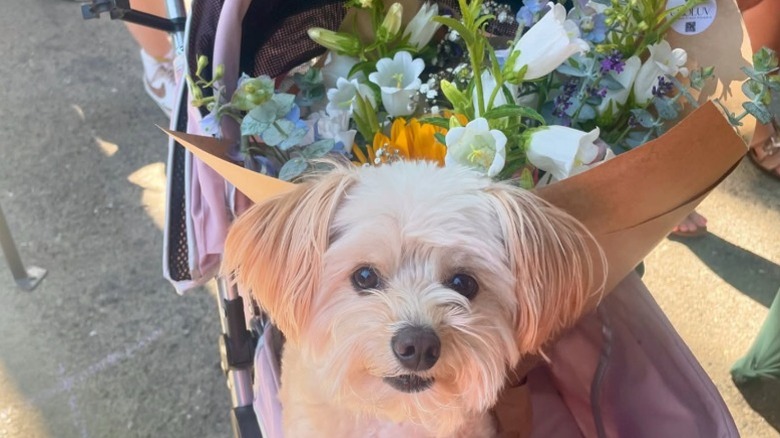 A happy looking dog in a pram with a bouquet of flowers from the famers market.