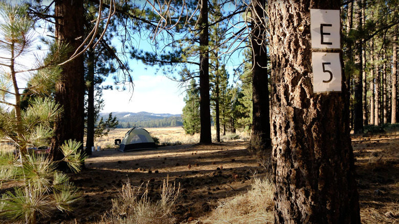 The E5 campground at Holcomb Valley Ranch. A tent is set up amongst tall green trees and in the distance you can see blue skies and mountain peaks.