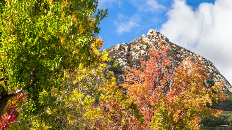 Fall colors in San Luis Obispo County