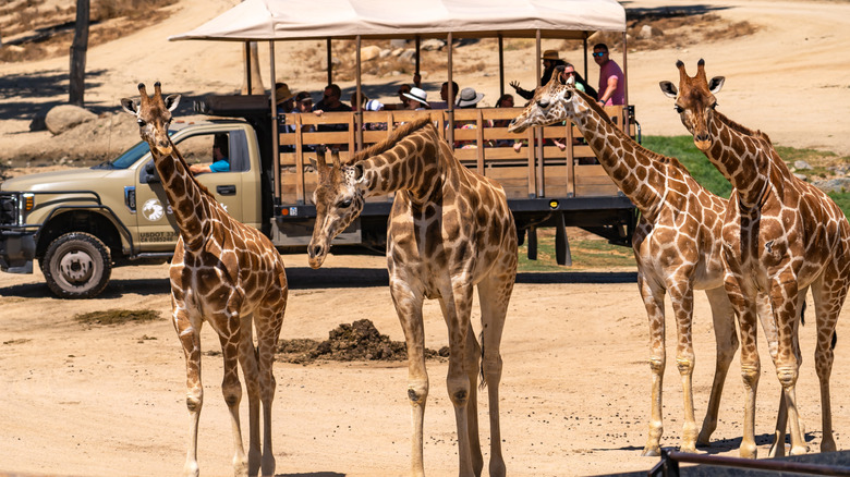 Giraffes at the San Diego Zoo Safari Park