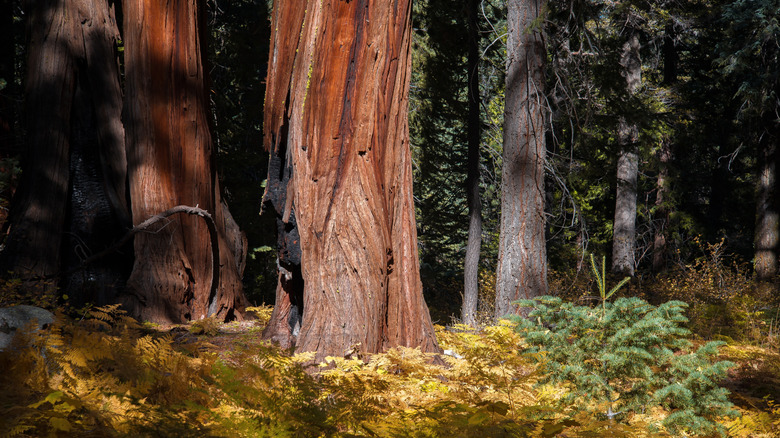 Trees loom above a campground within the Angeles National Forest
