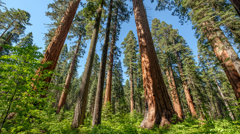 Sequoia trees in Calaveras Big Trees State Park