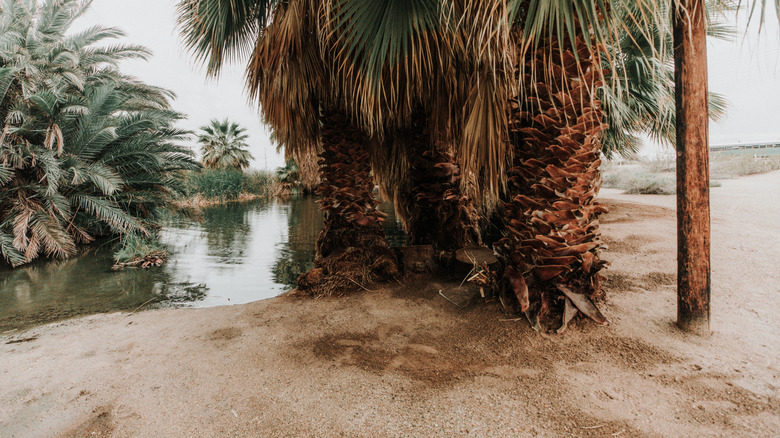 Green trees over water and sand and wood